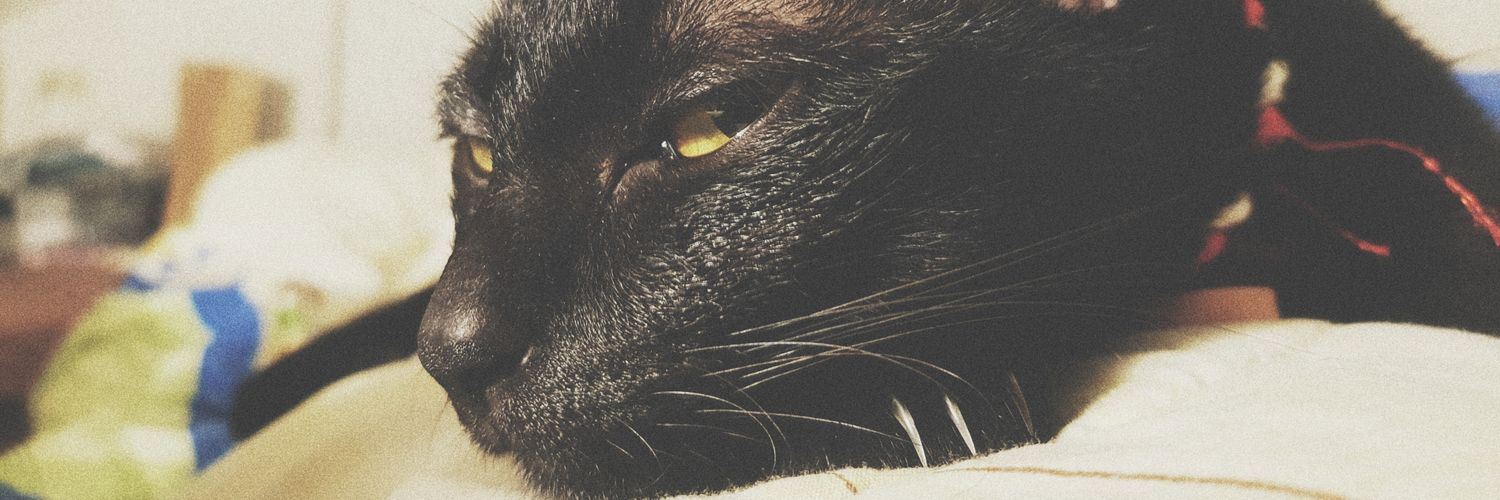 Arisupaup's profile banner image