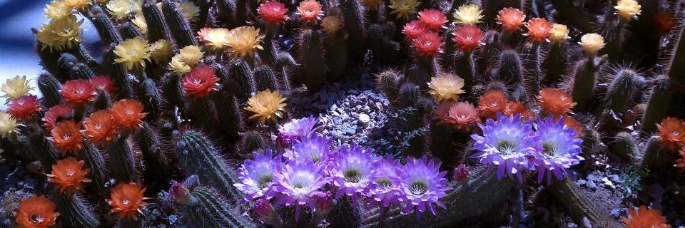 Heather Metcalf banner