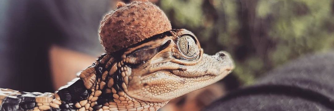 Ali Tou 🇮🇷🎗️ banner