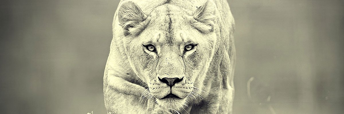 MPug5's profile banner image