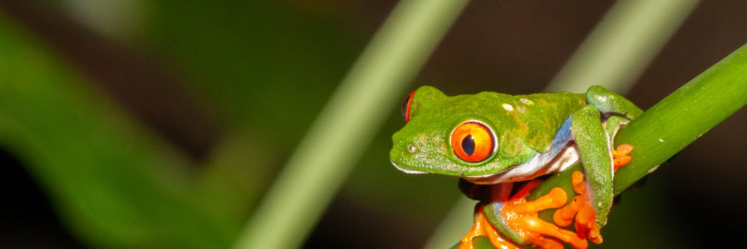 Upward Frog CIC banner