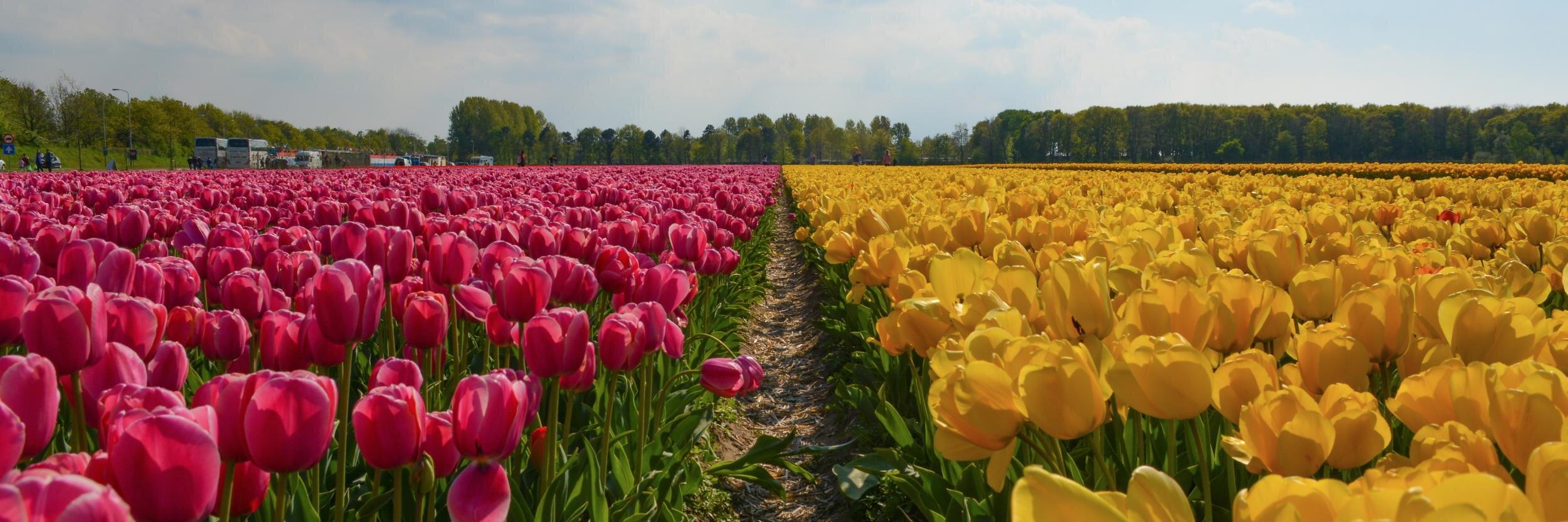 Eduardo Shiota (he/him) banner