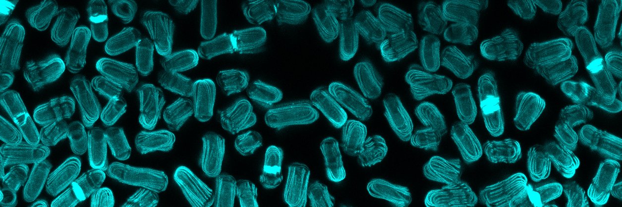 B. Fadi Marayati, Ph.D. banner