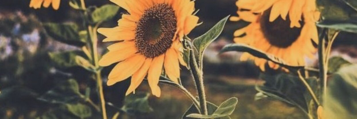 xo_analyssa's profile banner image