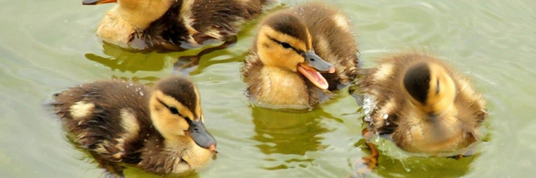 Anatole Latuile banner