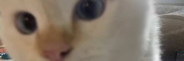 Unleashed_Kitty Profile Banner