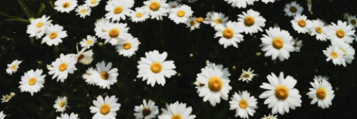 fb_veiga's profile banner image