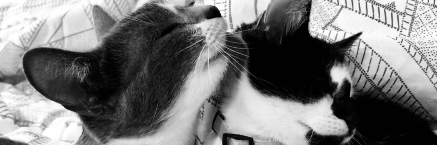 brunaransolin's profile banner image