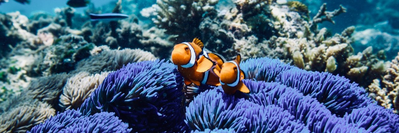 Nemo banner