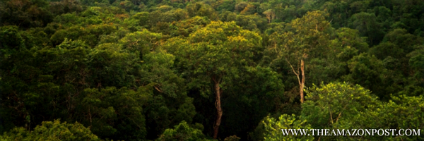 AmazonPost Profile Banner