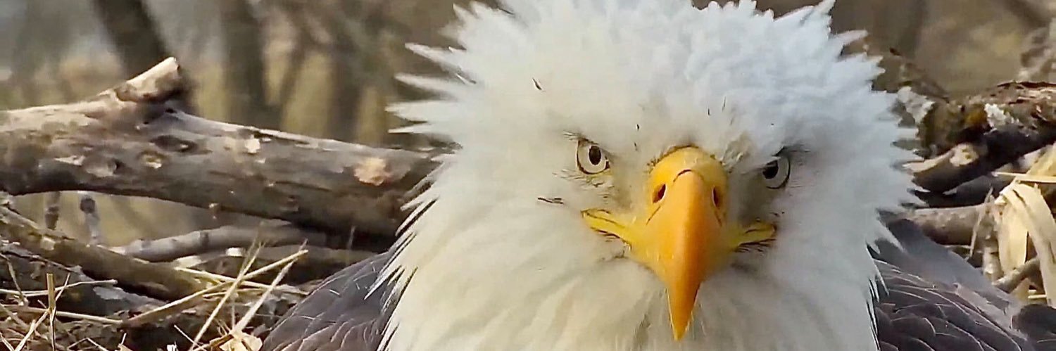 BarbThePostcardDiva🇺🇦🌈💙 banner