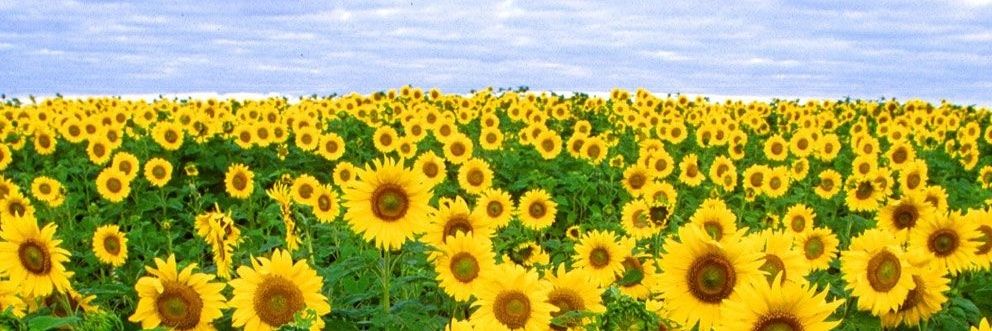 flowerss banner