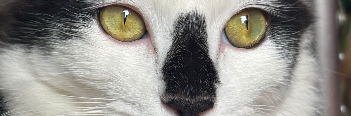 juwcosta's profile banner image