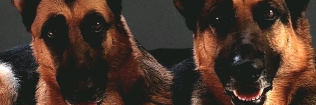 Feervie's profile banner image