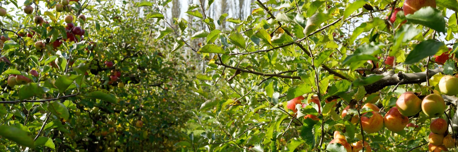 cidercider's profile banner image