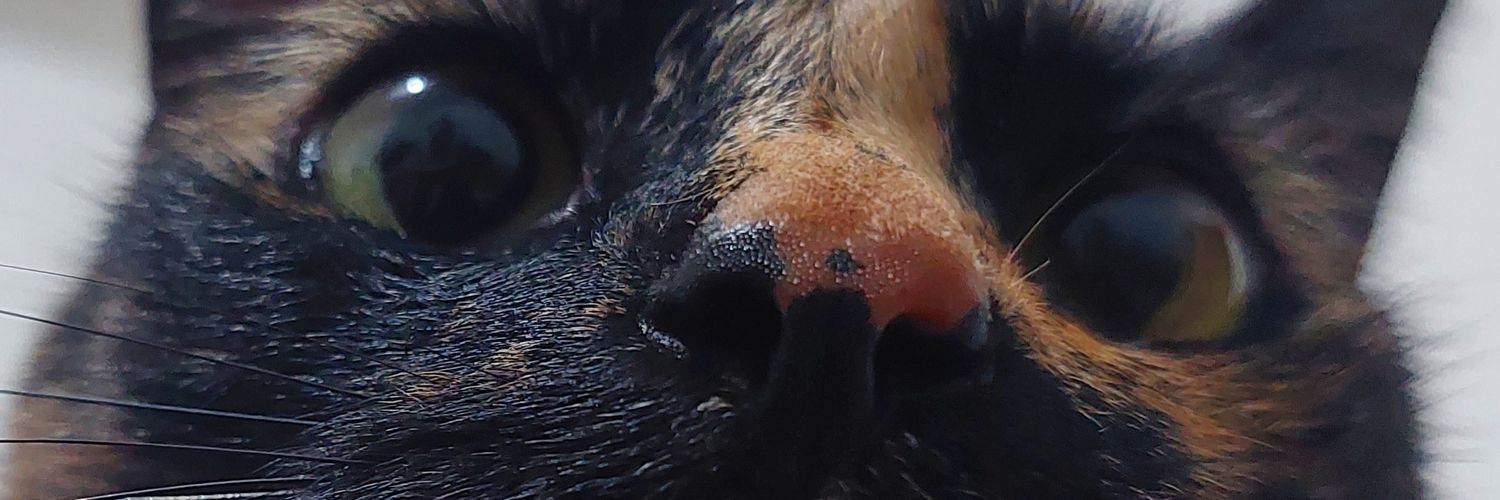 Belenpeluff0's profile banner image