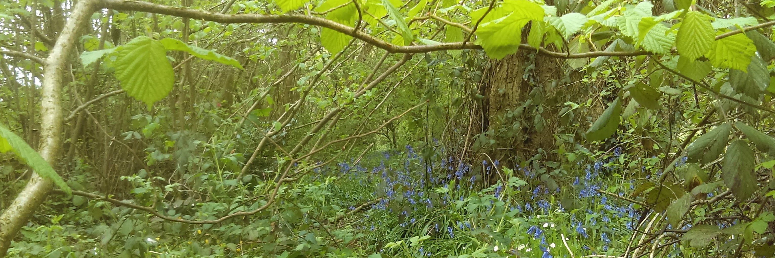 Earth Engaged Learning banner