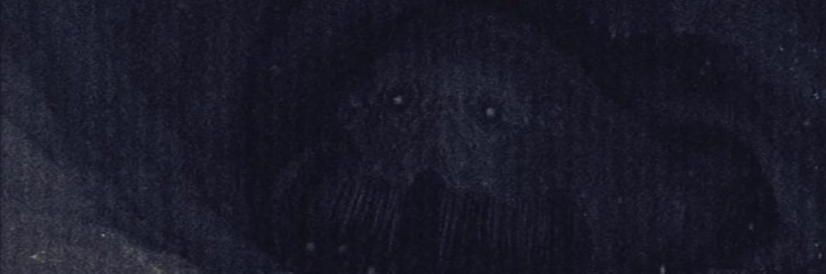 FishOana's profile banner image