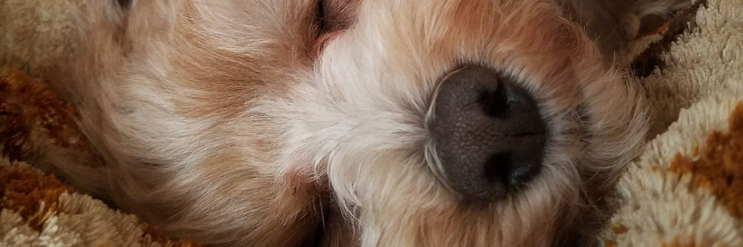 gemunou's profile banner image