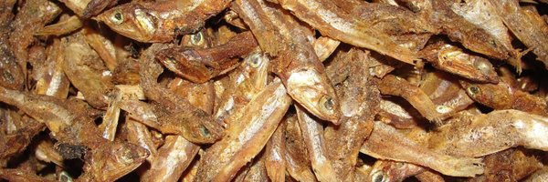 DriedFishUM Profile Banner