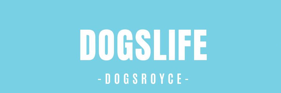 DogsLifeProd's profile banner image