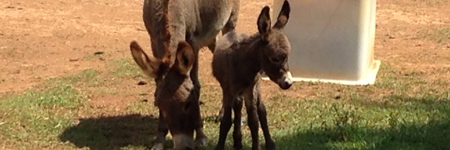 redbarnfarms's profile banner image