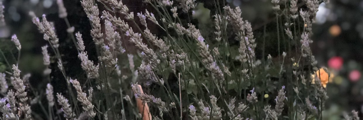 lolarose66's profile banner image