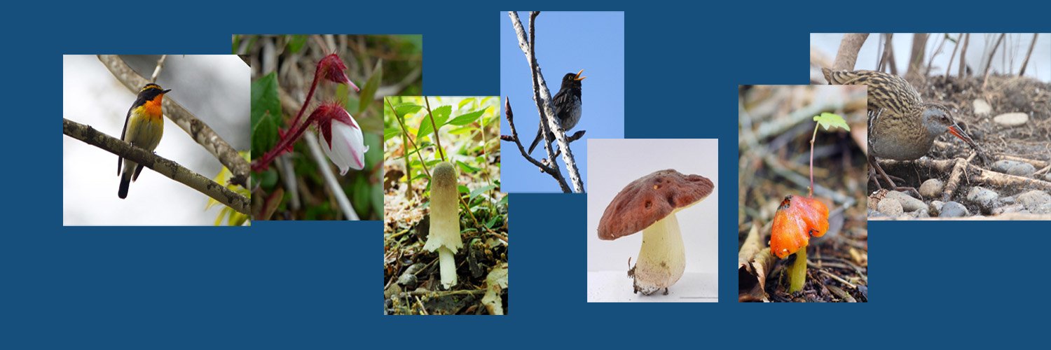 birdfungi's profile banner image