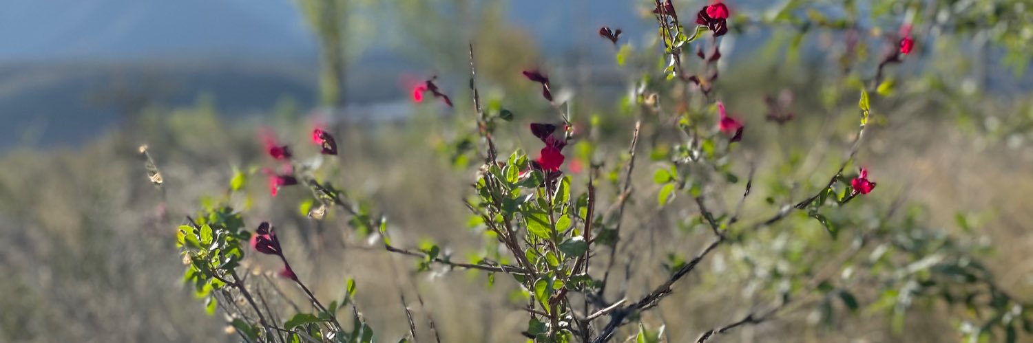 LaBitoria🍷🐶 banner