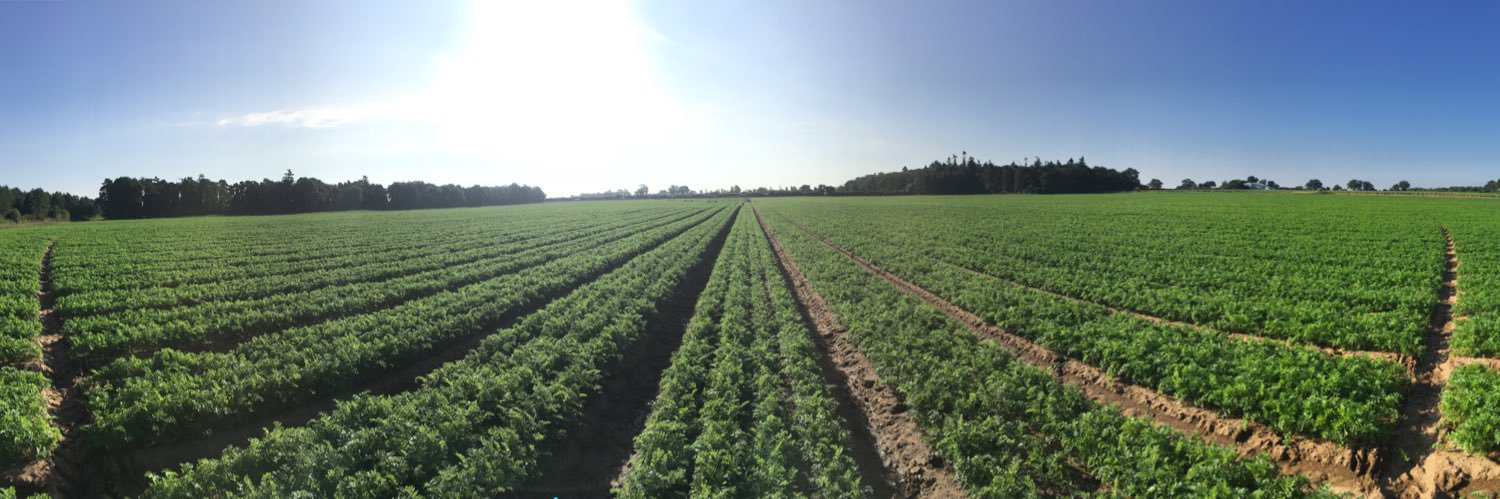 WO & PO Jolly banner