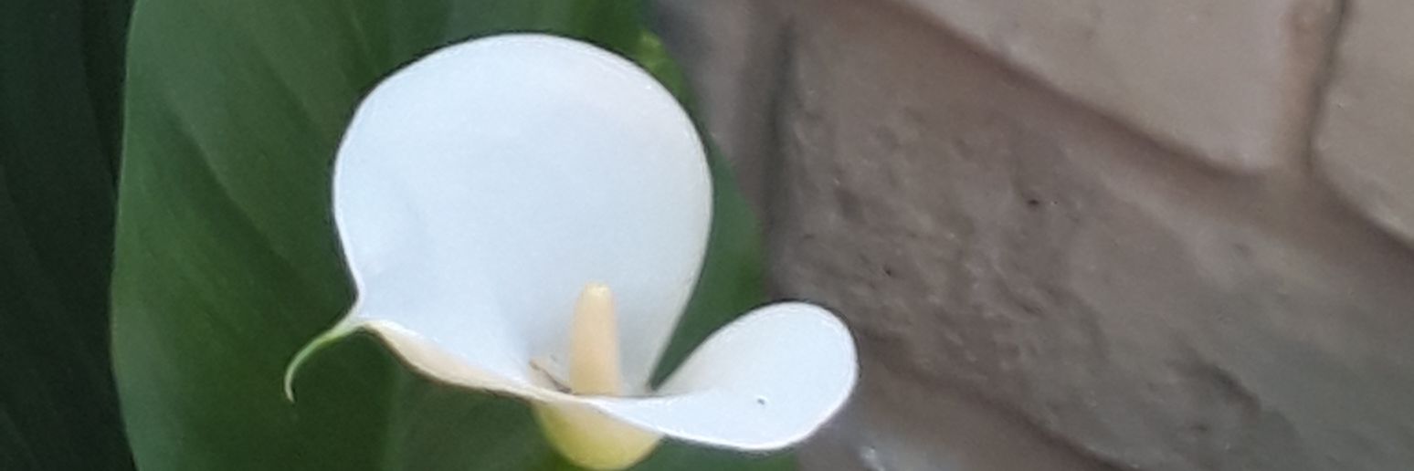 MariaPiaFeliz's profile banner image