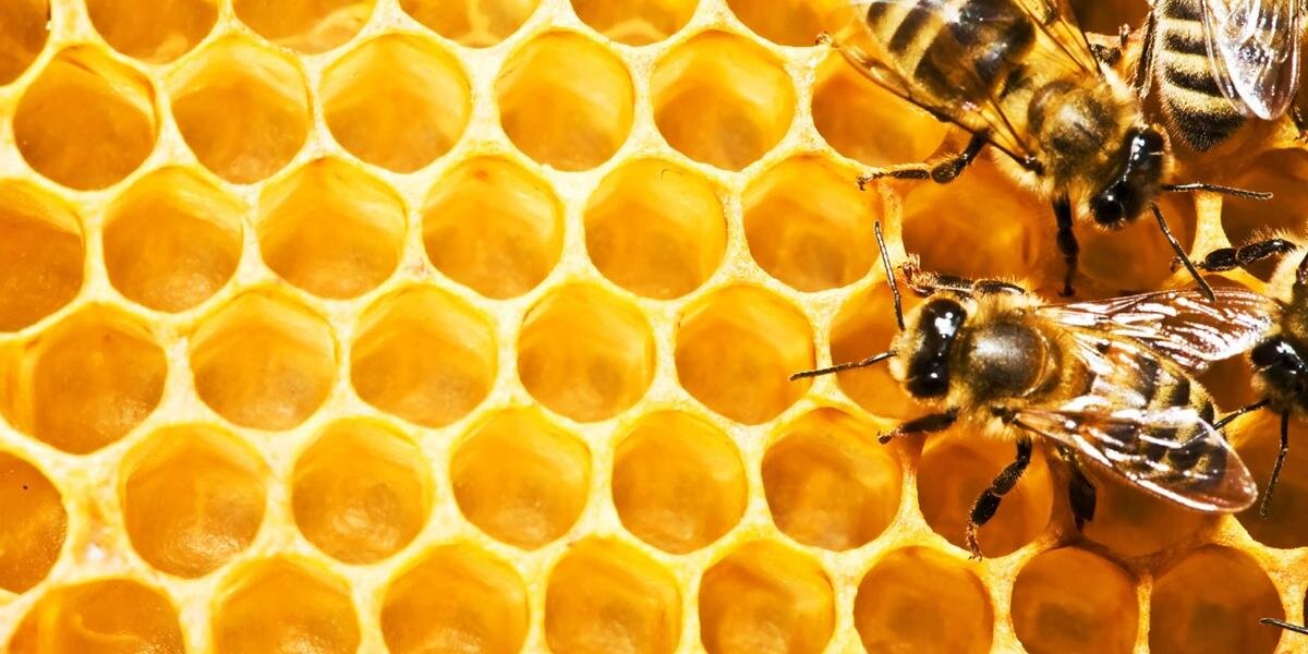 When the Bee Stings (@WhenTheBStings) / Posts / X
