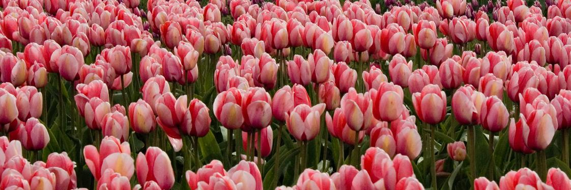 Margaret Van Meter, MD banner