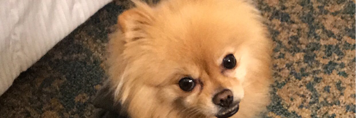 lexyjayee's profile banner image