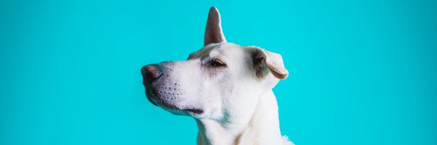 Pabalsesgenial's profile banner image