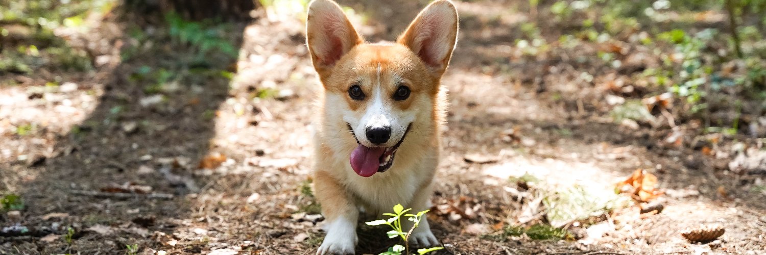 LowRiderCorgi's profile banner image