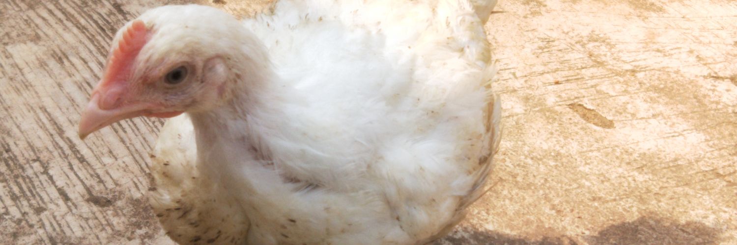 TIM TIM 🇳🇬 banner