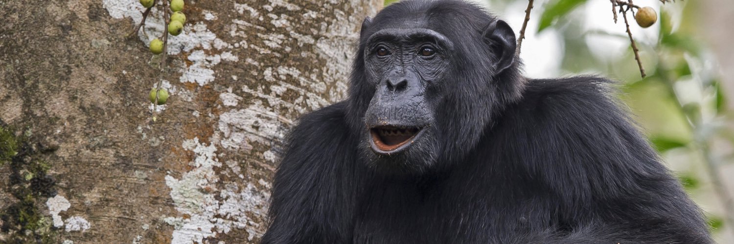 Jean-Michel Krief banner