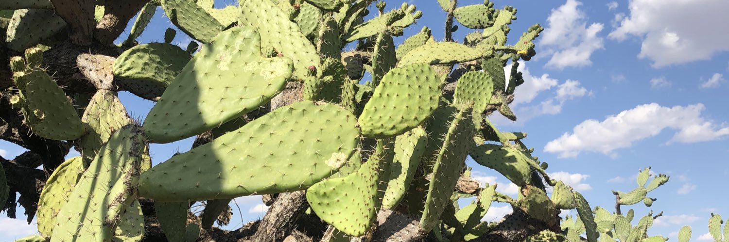 lululozano3's profile banner image