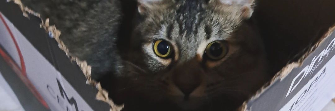 мσηѕєяяαтн🩷 banner