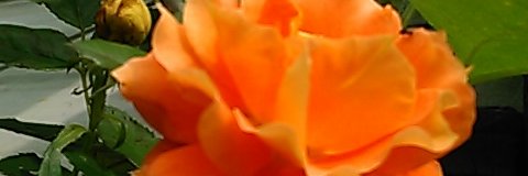 sugiraito's profile banner image