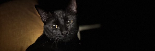 SDavidn09 Profile Banner