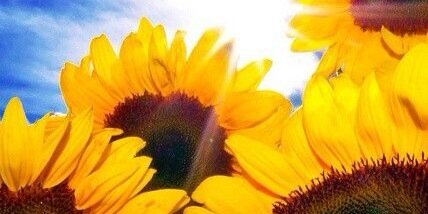 chels_estelle's profile banner image