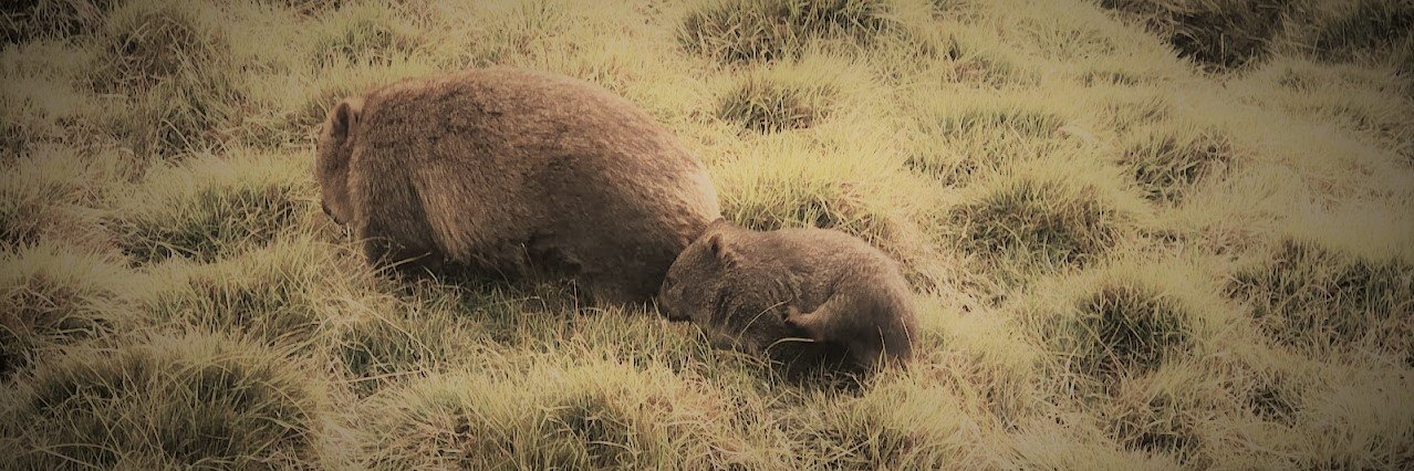 Frances Thornton banner