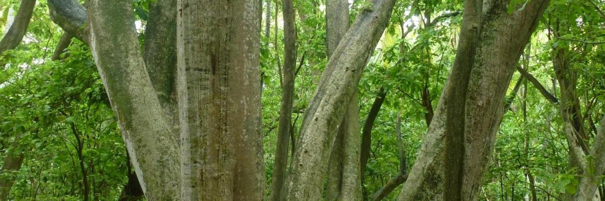 Deananth's profile banner image