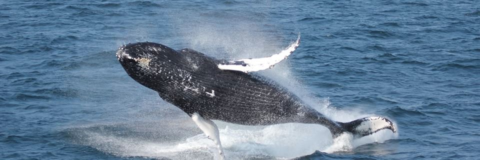 Hyannis Whale Watch banner