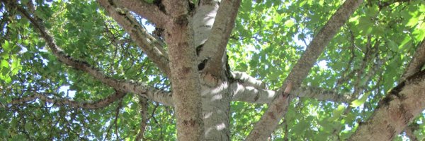 JeanMarieFaliss Profile Banner