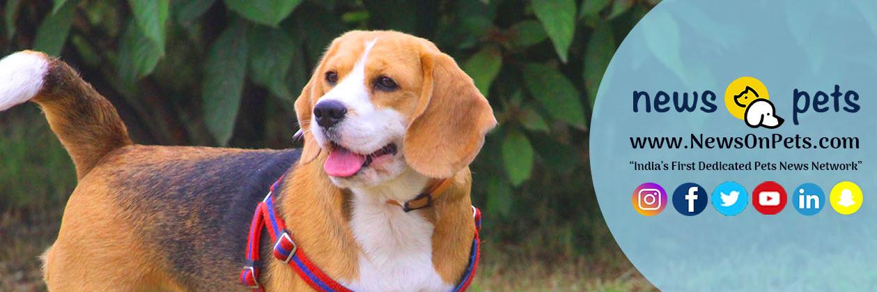 newsonpets's profile banner image
