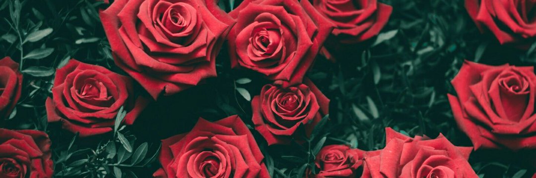 alisson_994's profile banner image