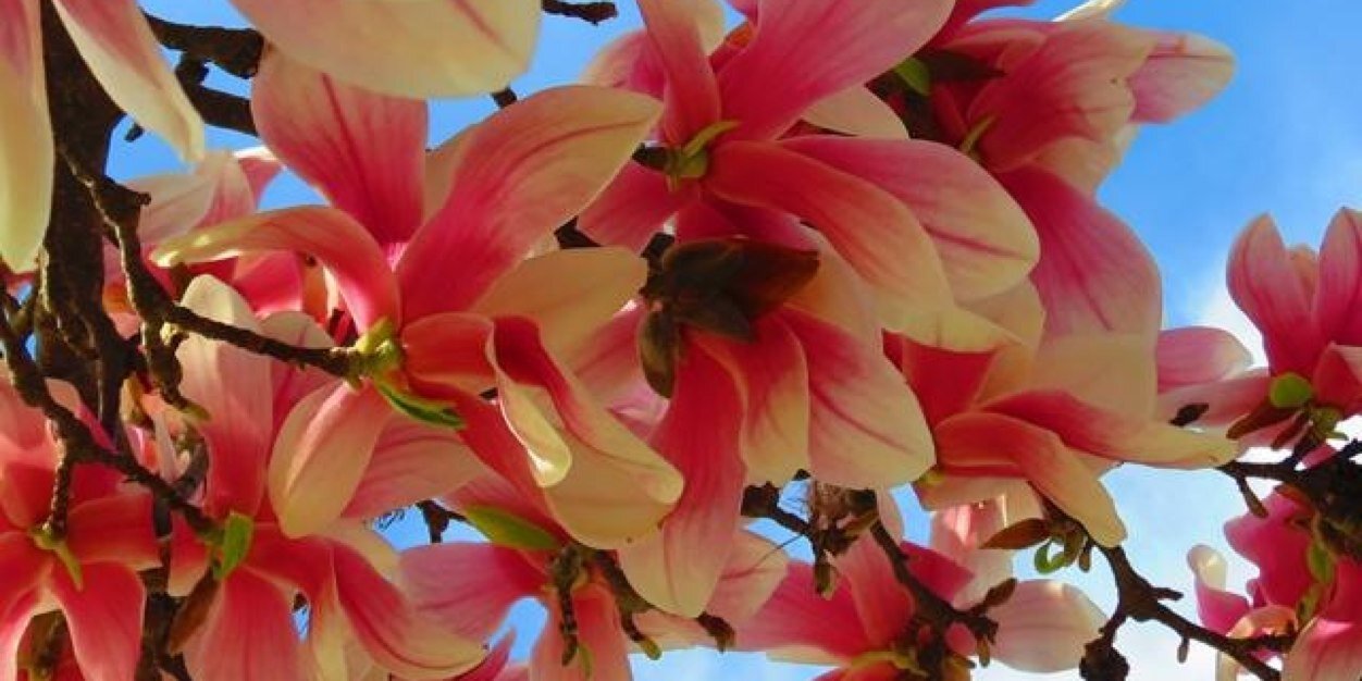 marlenebusegel's profile banner image